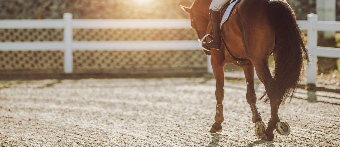 Lactic Acid: How to Treat Lameness in Horses