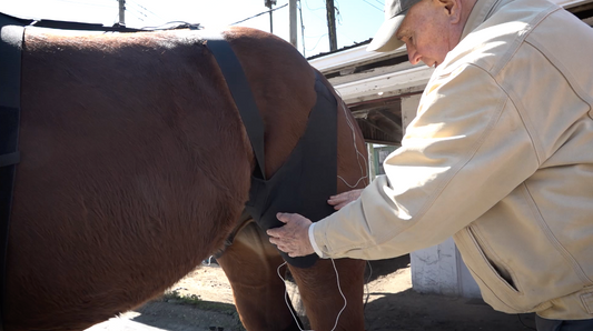 Holistic Equine Therapy: Leg Saver STIFLE WRAP TUTORIAL