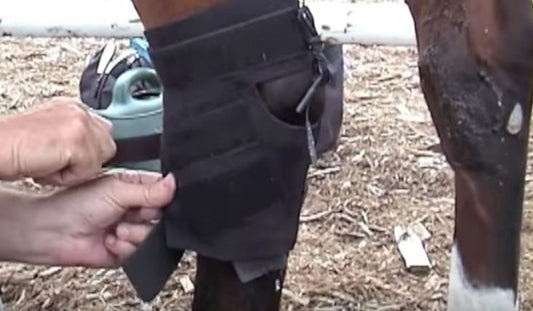 How To Treat Arthritis and OCD In Your Horse