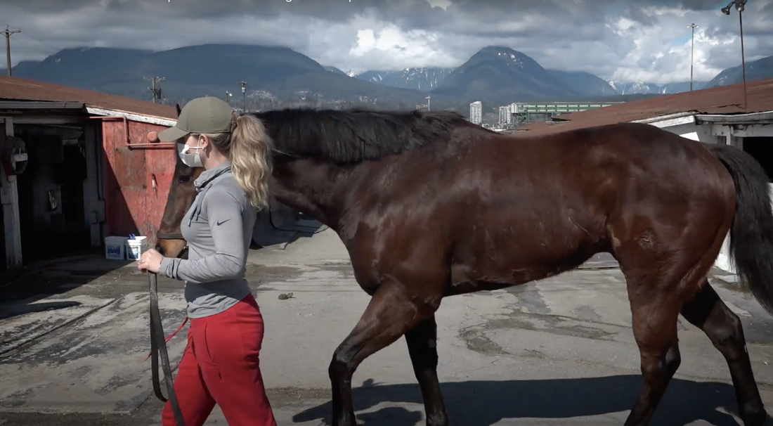 How To Reduce Lactic Acid In My Horse?