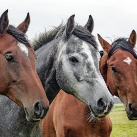 Eco-friendly horsekeeping