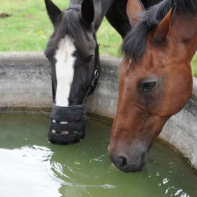Five Simple Ways to Keep Your Horse Hydrated