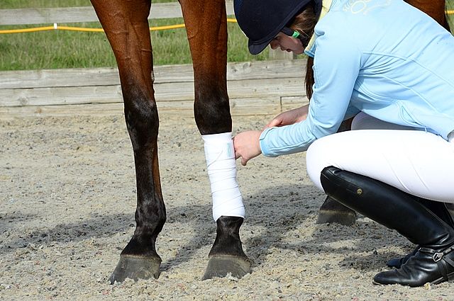 First Aid for Horse Owners