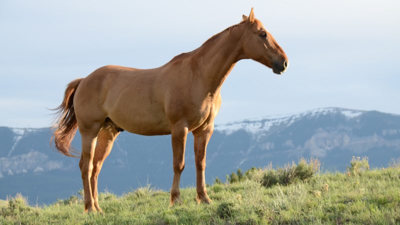Image of a brown horse