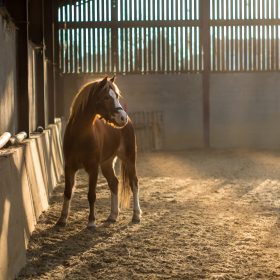 Image of a horse in a stall