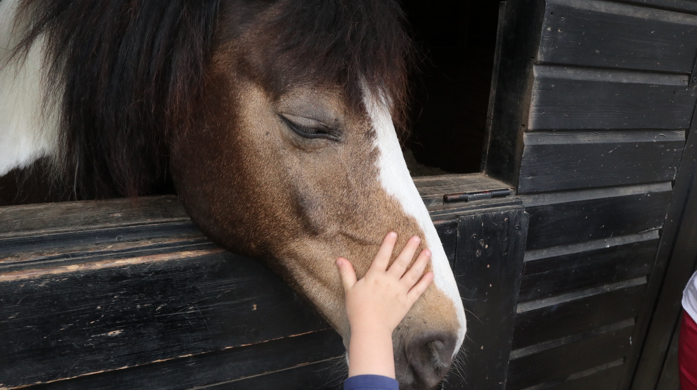 image of horse being pat