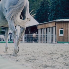 what are acupressure ting points on a horse