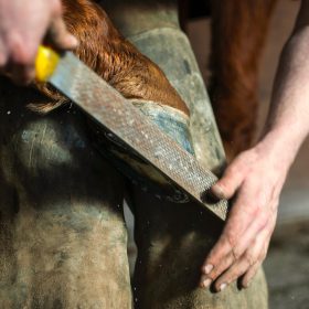 top treatments for common horse hoof problems