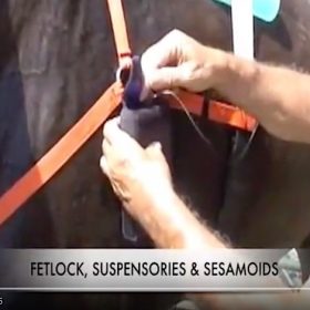 Treating Fetlock and Ankle Inflammation in a Horse