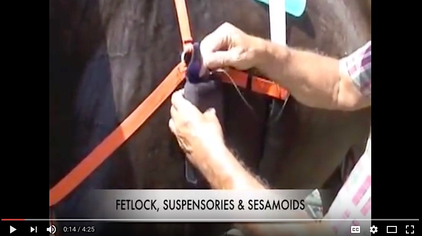 Treating Fetlock and Ankle Inflammation in a Horse